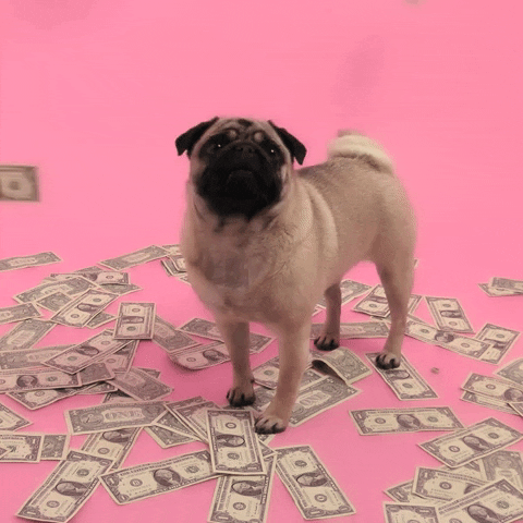 Pénzeső kutyával gif